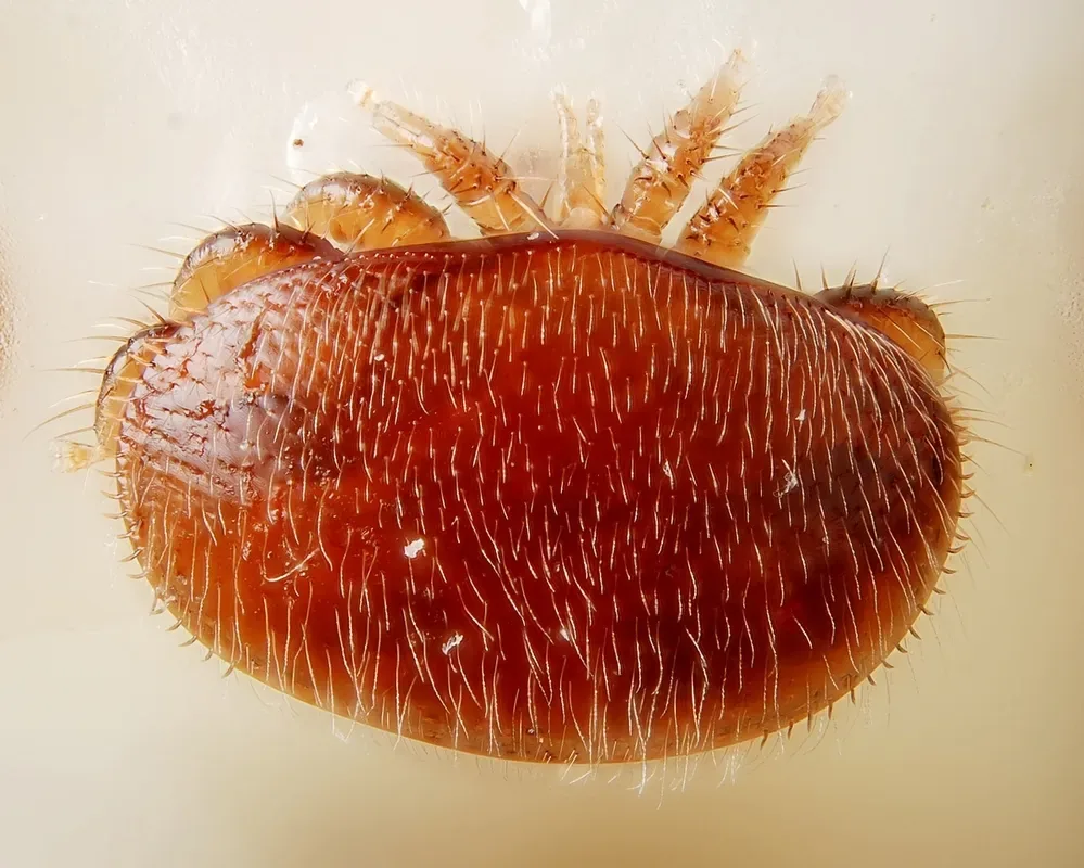 varroa en gros plan