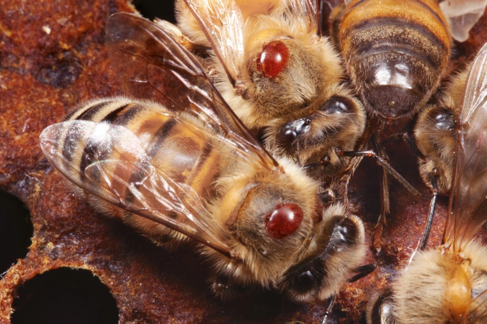 Le Varroa